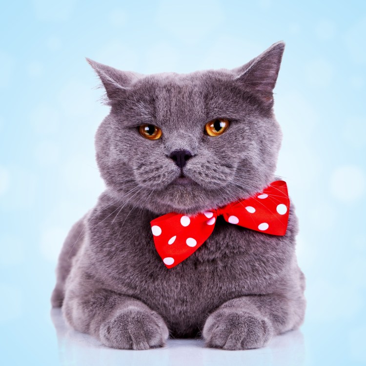 Big blue British shorthair cat with a red and white polka dot bow tie.